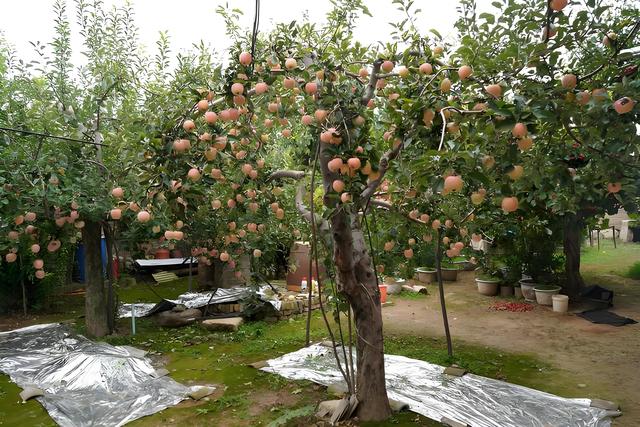 院子里种什么果树好,院子里果树种植的养护攻略