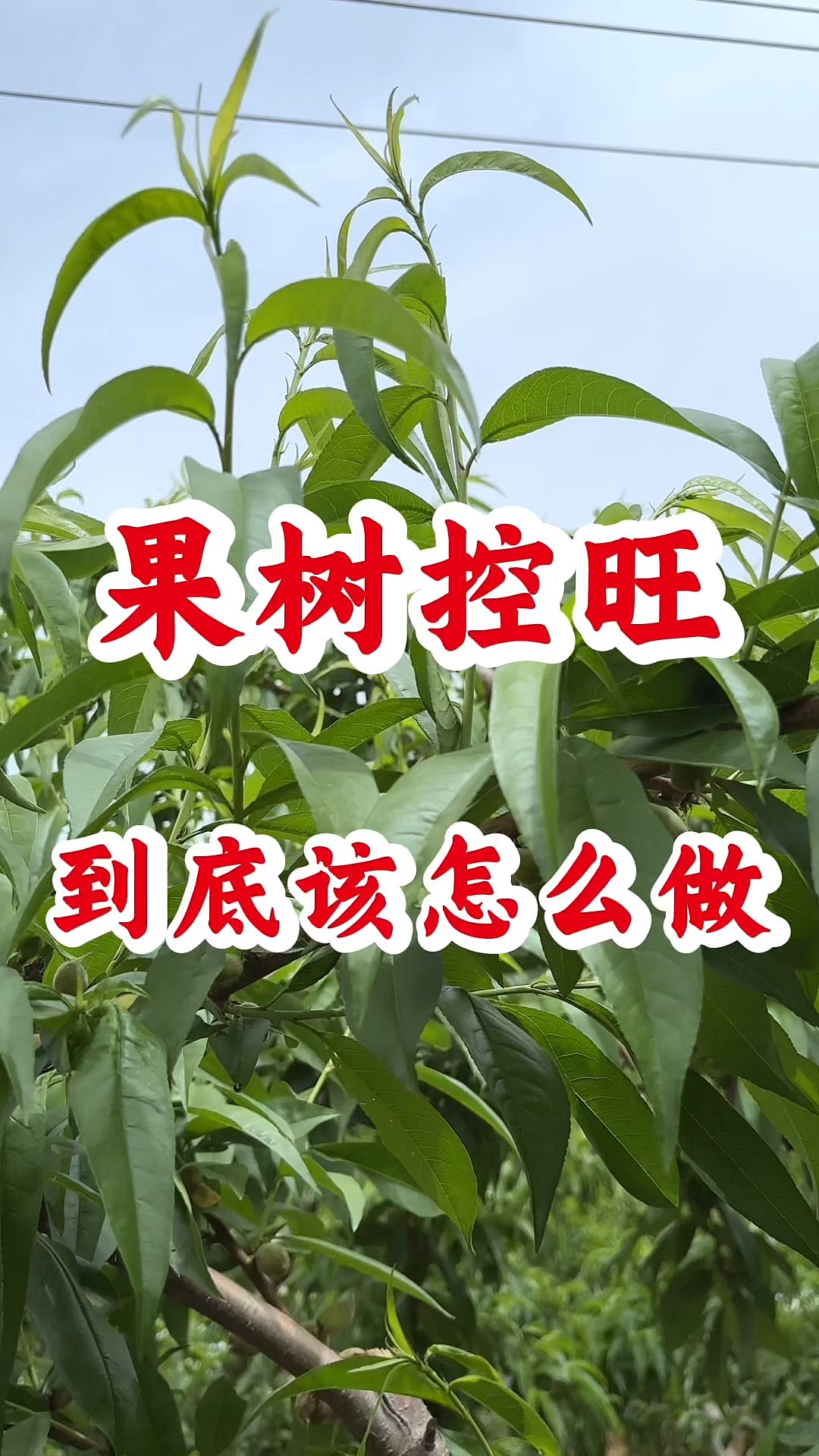 果树控旺到底该怎么做#三农#果树#果树种植#果树高产#果树控