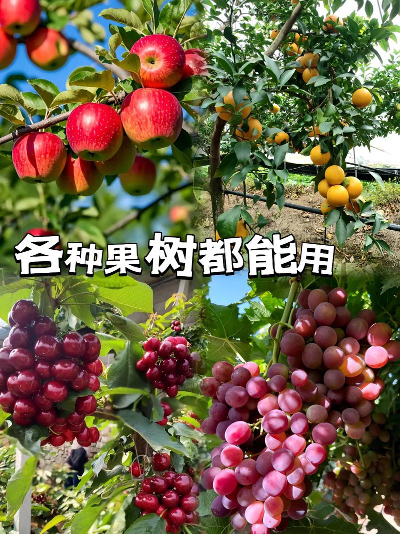 清园时间到了,果农们都行动起来了.#果树种植#果树管理 #农