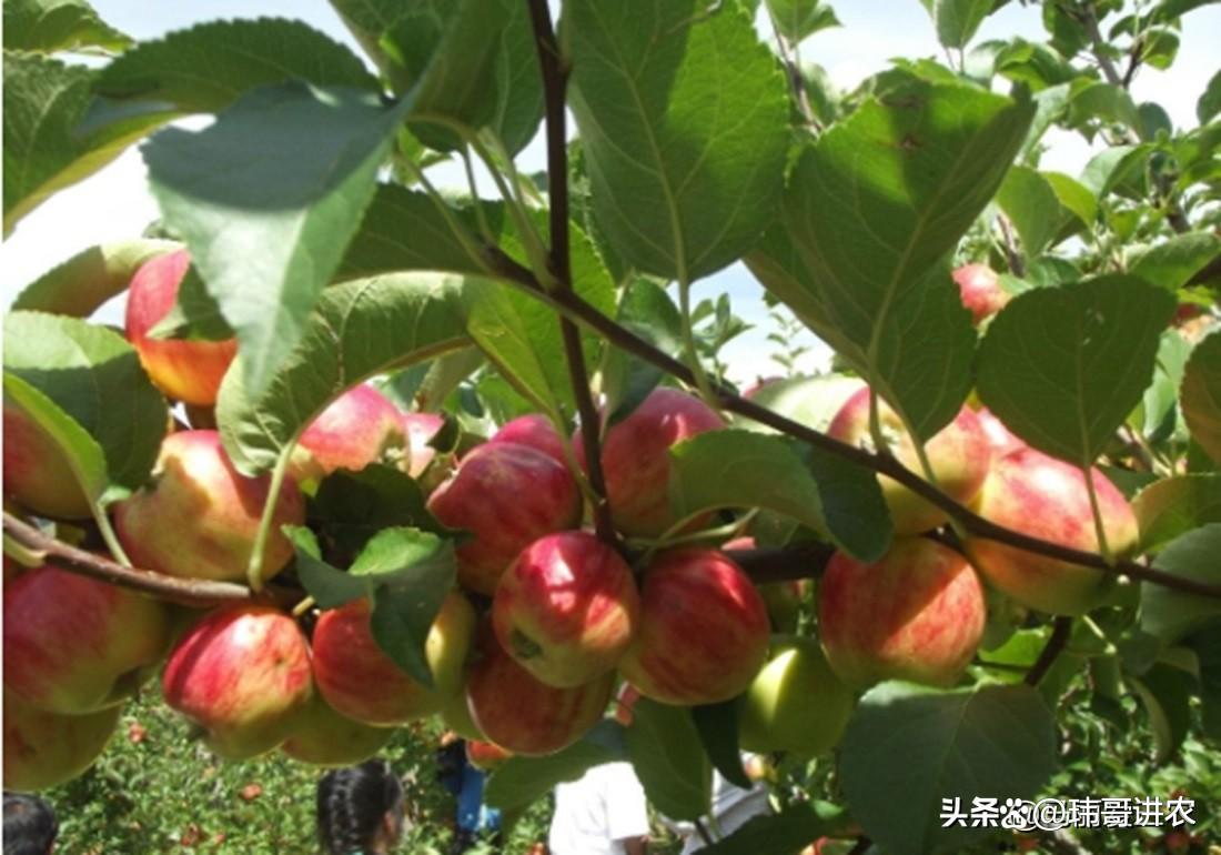 老农种植苹果,了解果树生长期的生理过程,落花及落果原因