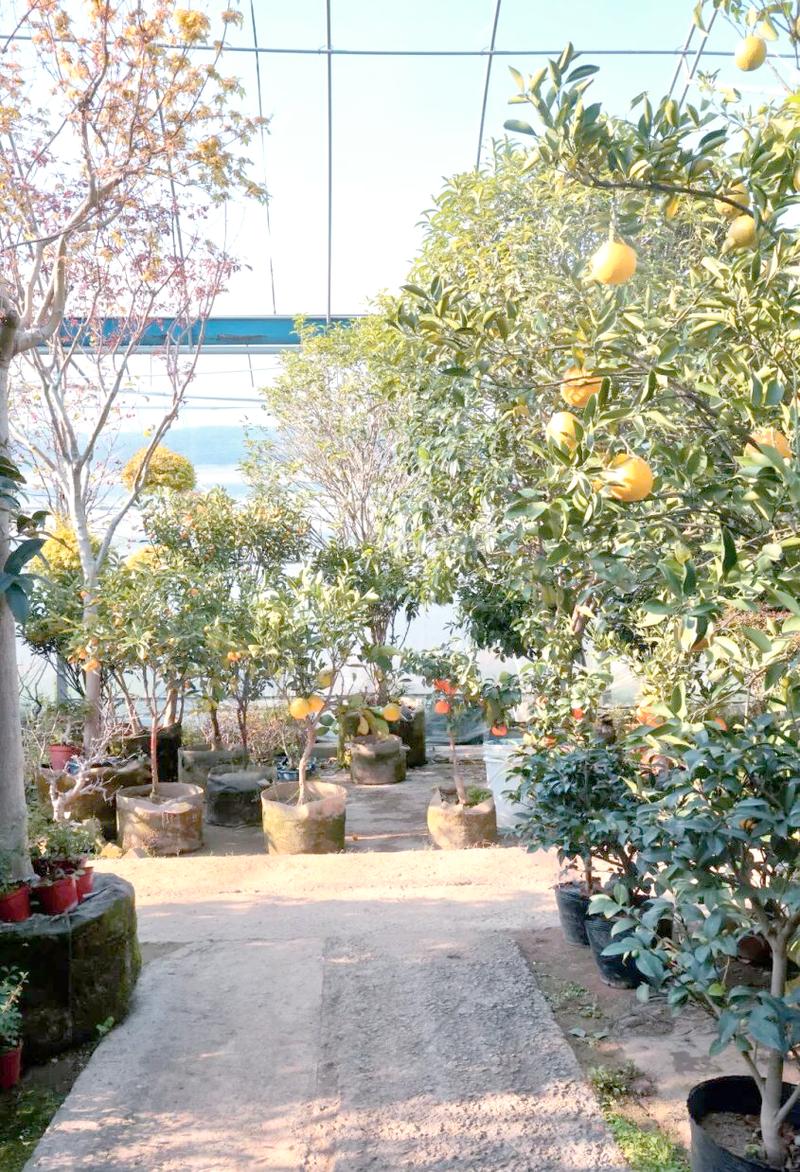 冬季果树种植指南:资源优势与养护建议